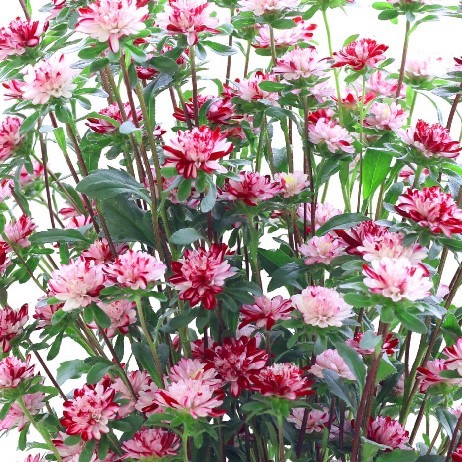 花き栽培のツボ | 福花園種苗株式会社